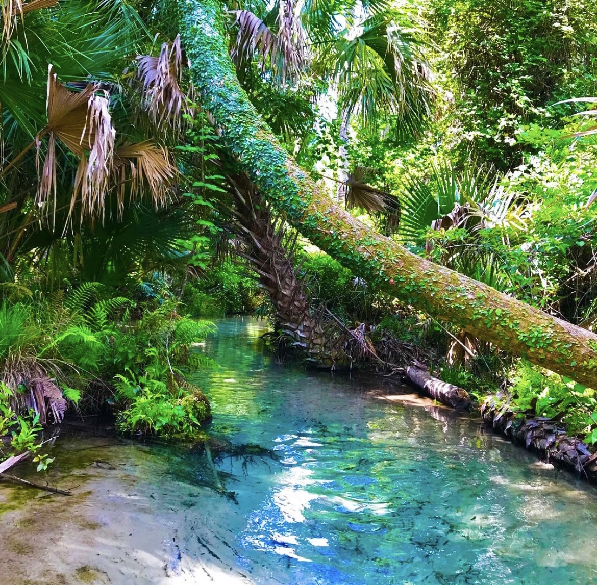 Explore Juniper Springs